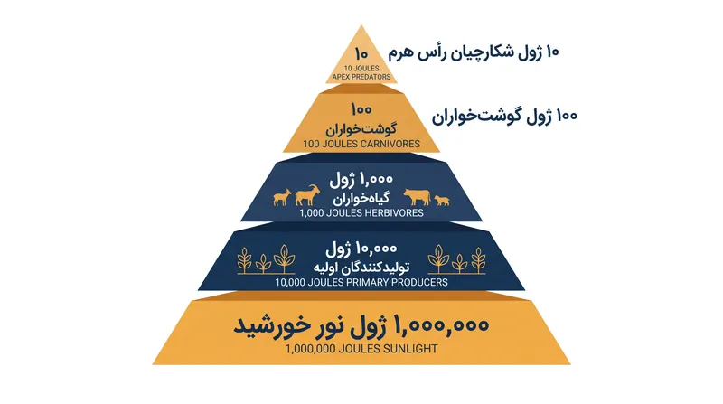 کاهش نمایی انرژی در سطوح تغذیه‌ای، ارتفاع هرم اکولوژیکی را محدود می‌کند.