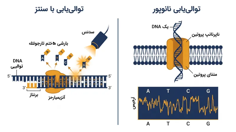 سنتز متکی بر تصویربرداری نوری از برچسب‌های فلورسنت است، در حالی که فناوری نانوپور اختلالات فیزیکی در جریان الکتریکی را اندازه‌گیری می‌کند.