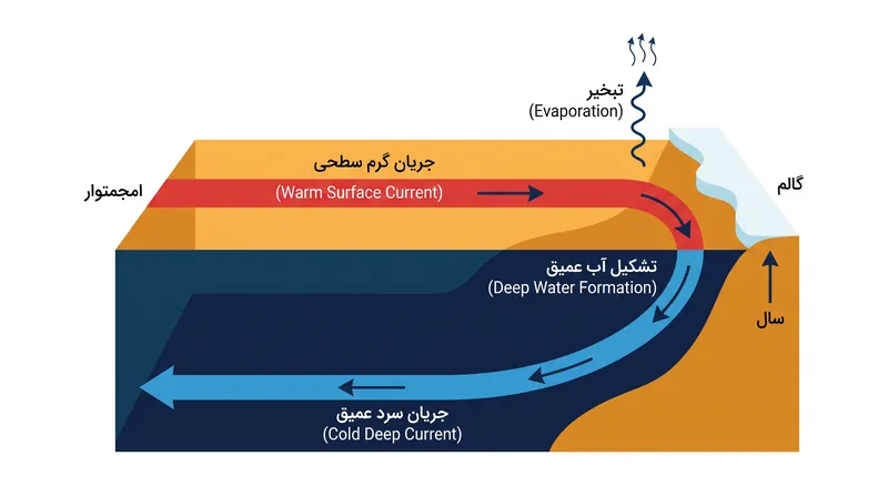 AMOC به عنوان یک حلقه پیوسته عمل می‌کند که توسط تفاوت‌ها در دما و شوری آب هدایت می‌شود.