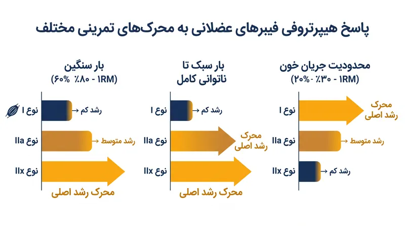پروتکل‌های تمرینی مختلف، فیبرهای عضلانی خاصی را از طریق تنش مکانیکی یا استرس متابولیک هدف قرار می‌دهند.