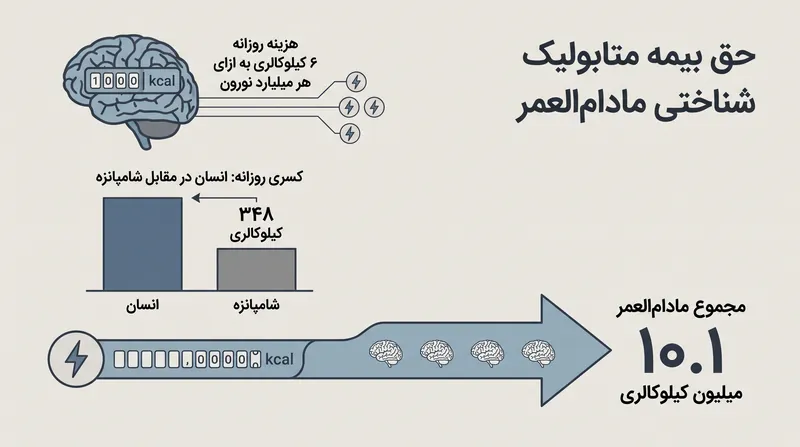هزینه مطلق کالری مغزدار شدن انسان در طول یک عمر ۸۰ ساله.