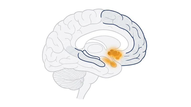 اسکن‌های fMRI نشان می‌دهند که مورمور شدن‌های ASMR مراکز پاداش مغز و مناطقی مرتبط با رفتارهای پیوند اجتماعی را فعال می‌کنند.