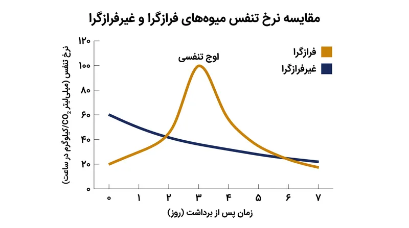 در حالی که میوه‌های فرازگرا پس از برداشت دچار یک جهش متابولیک عظیم می‌شوند، میوه‌های غیرفرازگرا به طور پیوسته به سمت فرسودگی (پیری) کاهش می‌یابند.