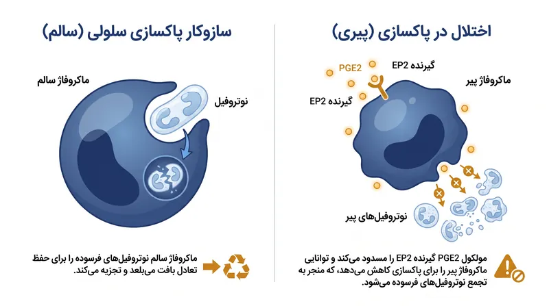 نحوه مسدود کردن ماکروفاژها توسط گیرنده EP2 برای پاکسازی نوتروفیل‌های منقضی شده.