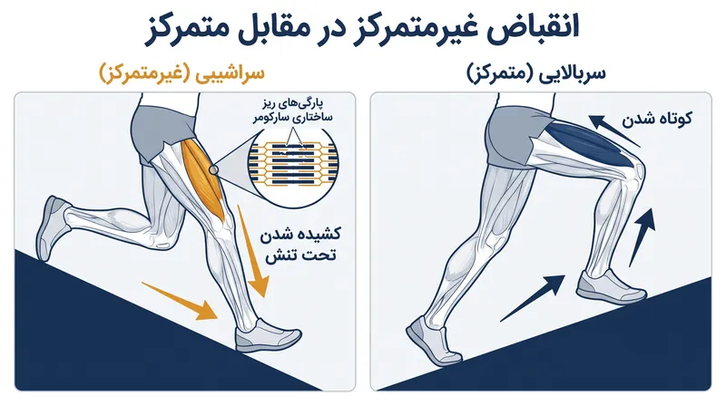 دویدن در سراشیبی عضلات چهارسر ران را مجبور می‌کند تا در حالت تنش کشیده شوند (غیرمتمرکز)، که باعث آسیب‌های ساختاری میکروسکوپی به فیبرهای عضلانی می‌شود.