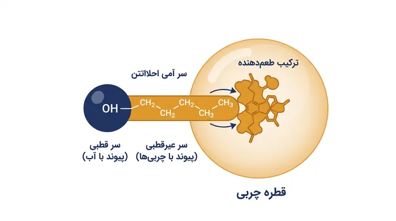 اتانول به عنوان یک قلاب شیمیایی عمل می‌کند و از سر غیرقطبی خود برای استخراج ترکیبات طعم‌دهنده محلول در چربی استفاده می‌نماید.