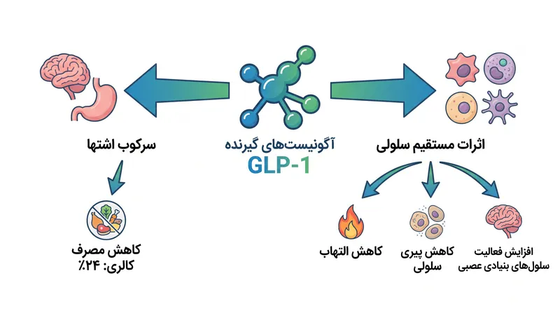 محققان دریافتند که سماگلوتاید مزایای شناختی و متابولیکی را فراهم می‌کند که فراتر از مزایای حاصل از صرفاً مطابقت با کاهش ۲۴ درصدی مصرف کالری است.