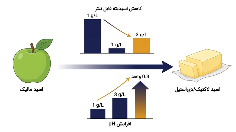 تبدیل اسید مالیک به اسید لاکتیک به طور قابل اندازه‌گیری اسیدیته قابل تیتر شراب را کاهش داده و همزمان pH آن را افزایش می‌دهد.