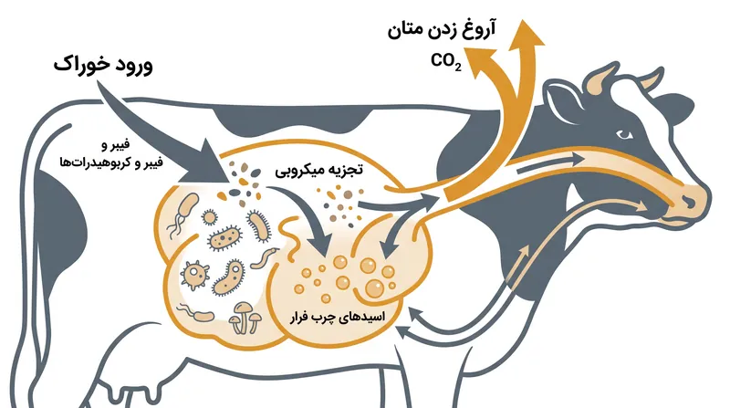 باکتری‌های متانوژن در شکمبه کربوهیدرات‌های پیچیده را تجزیه کرده و متان را به عنوان محصول جانبی آزاد می‌کنند.