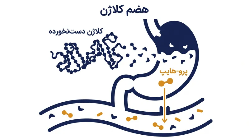 برخلاف پروتئین‌های دست‌نخورده، دی‌پپتید پرو-هایپ از هضم جان سالم به در برده و وارد گردش خون سیستمیک می‌شود.