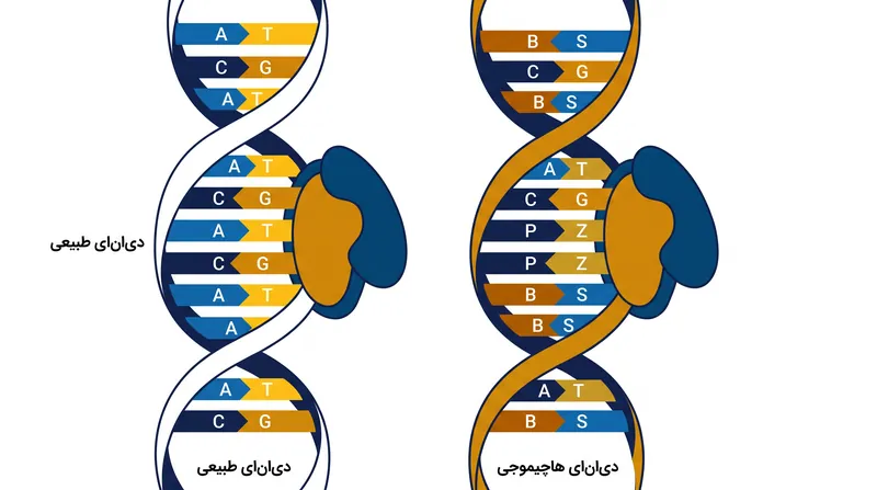 سیستم هاچیموجی با معرفی چهار نوکلئوتید مصنوعی، الفبای ژنتیکی طبیعی را دو برابر می‌کند.