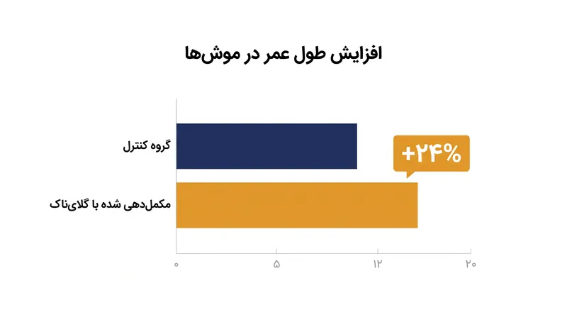 موش‌های پیری که با گلای‌ناک مکمل‌دهی شدند، ۲۴٪ بیشتر از گروه‌های کنترل عمر کردند.
