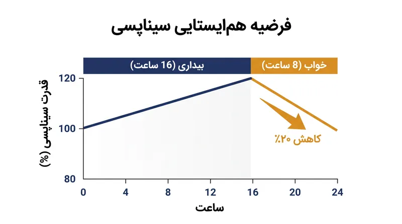 فرضیه هم‌ایستایی سیناپسی مدل‌سازی می‌کند که چگونه خواب، وزن کلی سیناپسی انباشته شده در طول بیداری را کاهش می‌دهد.