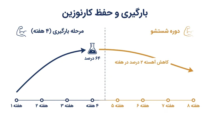 افزایش سطح کارنوزین عضلانی هفته‌ها طول می‌کشد، اما پس از قطع مکمل، تنها ۲ درصد در هفته کاهش می‌یابد.