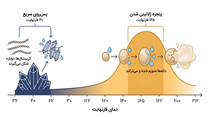 مولکول‌های نشاسته بسته به دمای محیط اطرافشان، دستخوش تغییرات فیزیکی متمایزی می‌شوند.