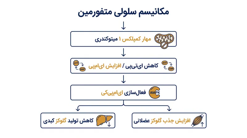 متفورمین چگونه وضعیت انرژی سلولی را برای کاهش قند خون تغییر می‌دهد.