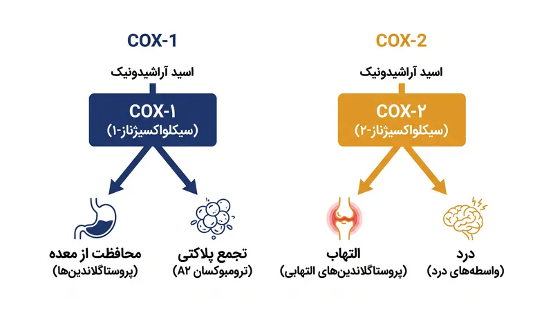 آنزیم COX-1 پوشش معده را حفظ می‌کند، در حالی که COX-2 باعث التهاب و درد می‌شود.