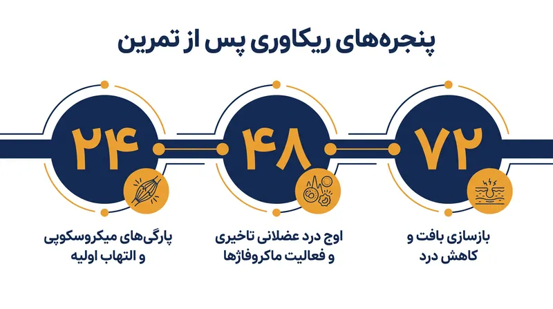 زمان‌بندی فیزیولوژیک استاندارد برای ترمیم عضلات پس از یک دویدن پرفشار.