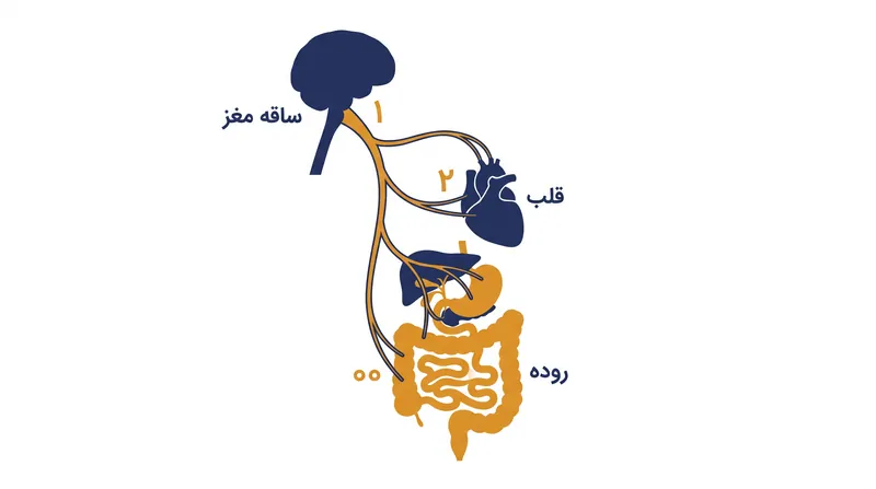 عصب واگ مانند پدال ترمز بدن عمل می‌کند؛ ضربان قلب را کاهش داده و پیام امنیت را مخابره می‌کند.