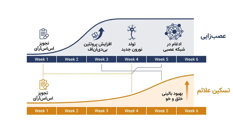 بازه زمانی ۴ تا ۶ هفته‌ای برای اثربخشی SSRIها، بازتاب‌دهنده زمان بیولوژیکی لازم برای بلوغ نورون‌های جدید است.