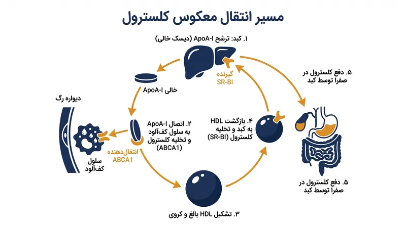 مسیر انتقال معکوس کلسترول، مکانیسمی است که از طریق آن HDL کلسترول اضافی را از بافت‌های محیطی پاکسازی می‌کند.