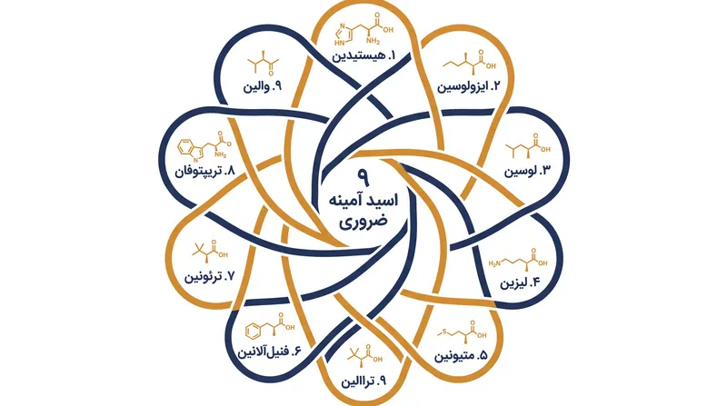 بدن انسان برای ساخت پروتئین‌های کامل به ۹ اسید آمینه ضروری از منابع غذایی نیاز دارد.