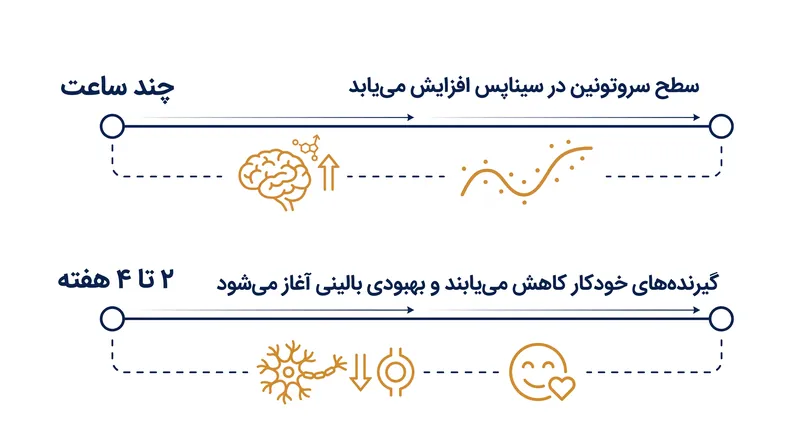 عملکرد شیمیایی داروهای SSRI در عرض چند ساعت رخ می‌دهد، اما سازگاری ساختاریِ مورد نیاز برای بهبود خلق‌وخو هفته‌ها زمان می‌برد.