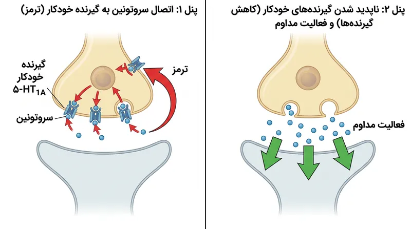 چگونه سیستم ترمز داخلی مغز در ابتدا در برابر داروی ضدافسردگی مقاومت می‌کند و در نهایت با آن سازگار می‌شود.