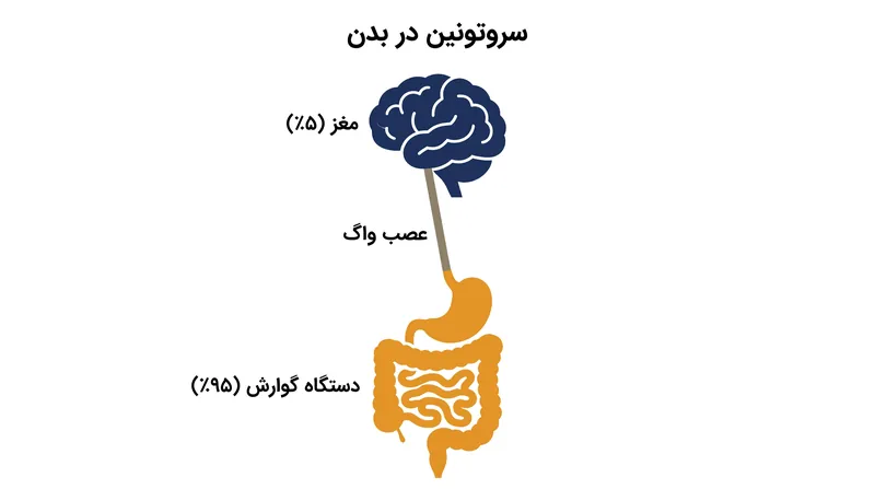 بخش اعظم سروتونین بدن توسط سلول‌های انتروکرومافین در روده سنتز می‌شود.