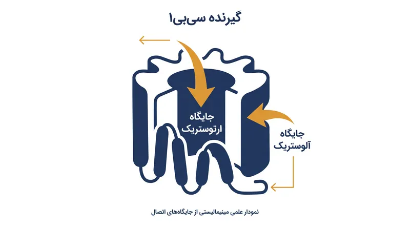 ماده THC به جایگاه اصلی (ارتوستریک) متصل می‌شود، در حالی که CBD به یک جایگاه ثانویه (آلوستریک) در سطح بیرونی گیرنده می‌چسبد.