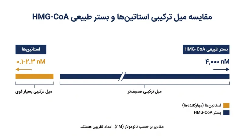 استاتین‌ها هزاران بار محکم‌تر از سوبسترای طبیعی بدن به آنزیم HMG-CoA ردوکتاز متصل می‌شوند.