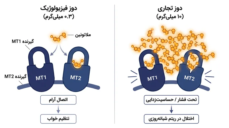چگونه دوزهای بیش از حد ملاتونین، گیرنده‌های MT1 و MT2 مغز را تحت فشار قرار می‌دهند.