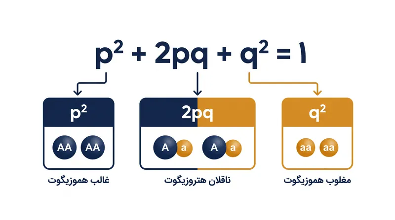 بسط دوجمله‌ای، توزیع دقیق ژنوتیپ‌ها را در یک جمعیت پایدار محاسبه می‌کند.