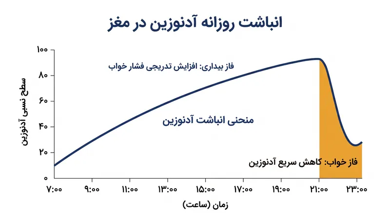 آدنوزین در طول ساعات بیداری به‌طور پیوسته انباشته می‌شود و نیاز بیولوژیکی به نام «فشار خواب» را ایجاد می‌کند.