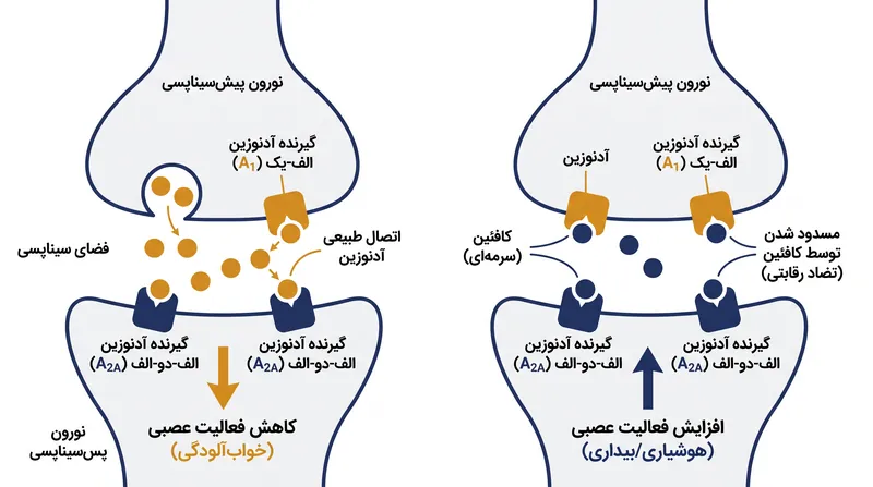 مولکول‌های کافئین بدون فعال کردن گیرنده‌های آدنوزین در آن‌ها جای می‌گیرند و یک چشم‌بند شیمیایی روی حسگرهای خستگی مغز قرار می‌دهند.
