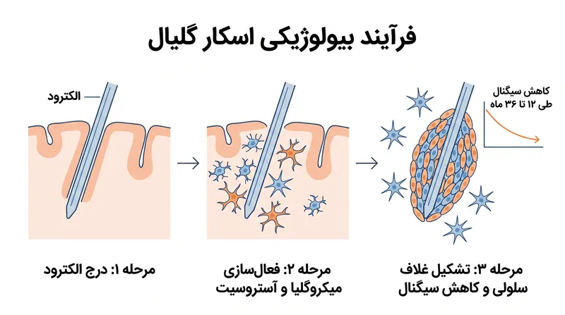 سیستم ایمنی مغز به‌طور فعال عملکرد حسگرهای تهاجمی صلب را در طول زمان کاهش می‌دهد.