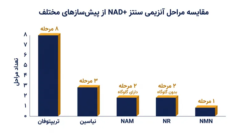 مراحل آنزیمی مورد نیاز برای تبدیل پیش‌سازهای مختلف به NAD+ فعال.