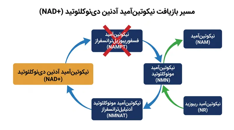 چگونه NMN و NR مرحله محدودکننده NAMPT را در مسیر بازیافت NAD+ دور می‌زنند.