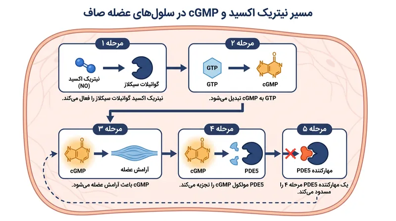 آبشار سلولی که آرامش عضلات صاف را کنترل می‌کند و نحوه مداخله مهارکننده‌های PDE5.