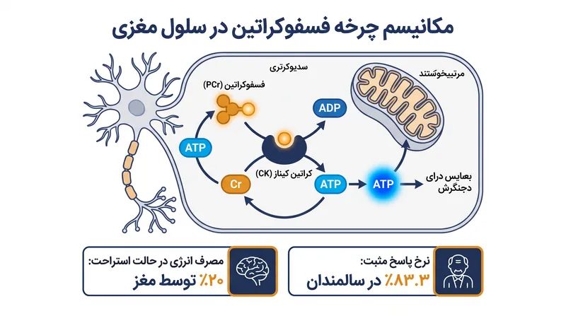 چرخه فسفوکراتین چگونه انرژی سلولی را به سرعت بازسازی می‌کند.