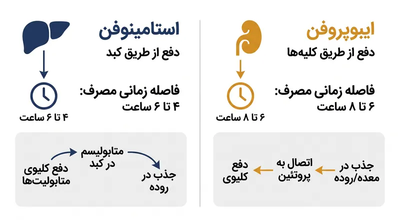 استامینوفن و ایبوپروفن از مسیرهای متابولیک متفاوتی استفاده می‌کنند، که در صورت ثبت دقیق، امکان مصرف یک‌درمیان و ایمن آن‌ها را فراهم می‌کند.