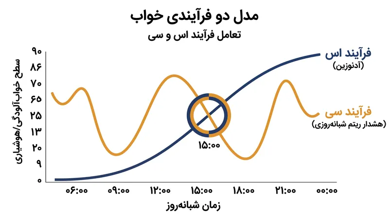 افت انرژی بعدازظهر زمانی رخ می‌دهد که سیگنال هشداردهنده ریتم شبانه‌روزی کاهش یافته و فشار خواب انباشته‌شده خود را نشان می‌دهد.