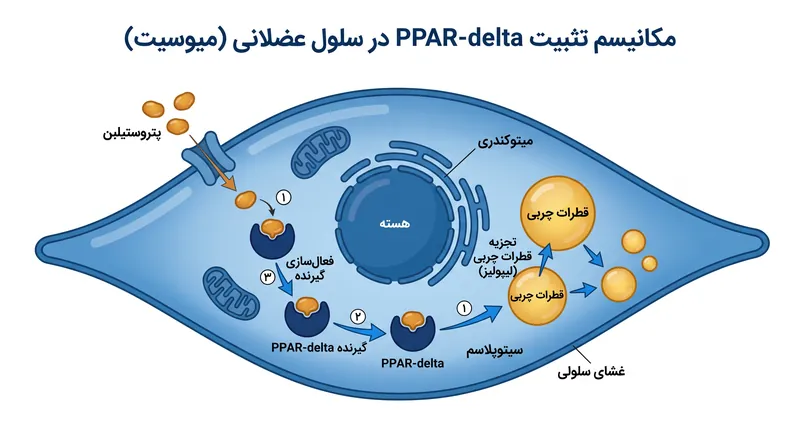 پتروستیلبن با اتصال به گیرنده PPAR-delta، سلول عضلانی را فریب می‌دهد تا وارد حالت چربی‌سوزی مشابه با ورزش‌های استقامتی شود.