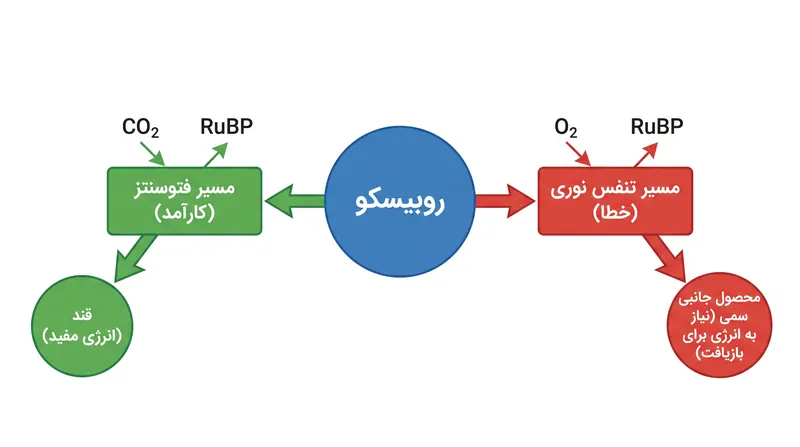 آنزیم روبیسکو (RuBisCO) غالباً اکسیژن را با دی‌اکسید کربن اشتباه می‌گیرد و فرآیند بازیافت پرانرژی و پرهزینه‌ای به نام تنفس نوری را آغاز می‌کند.
