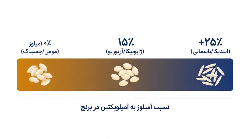 میزان آمیلوز، کاربرد آشپزی انواع مختلف برنج را تعیین می‌کند.