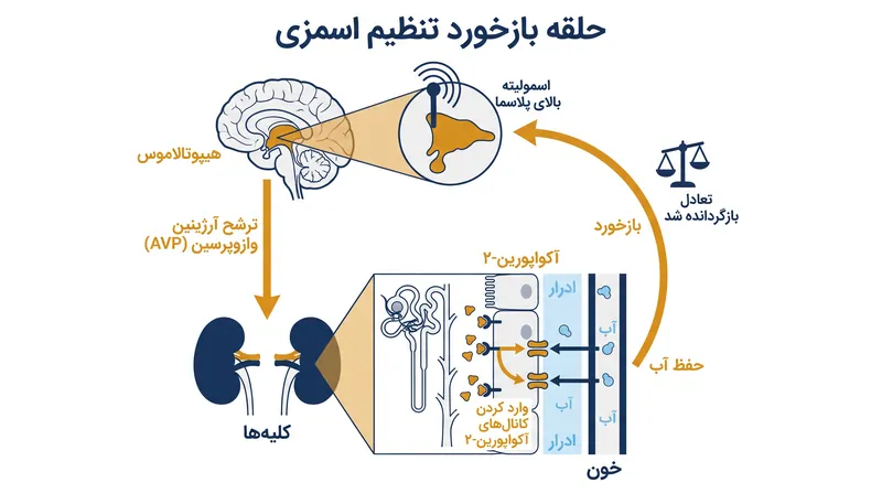 مغز و کلیه‌ها چگونه برای حفظ اسمولیته پلاسما با یکدیگر ارتباط برقرار می‌کنند.