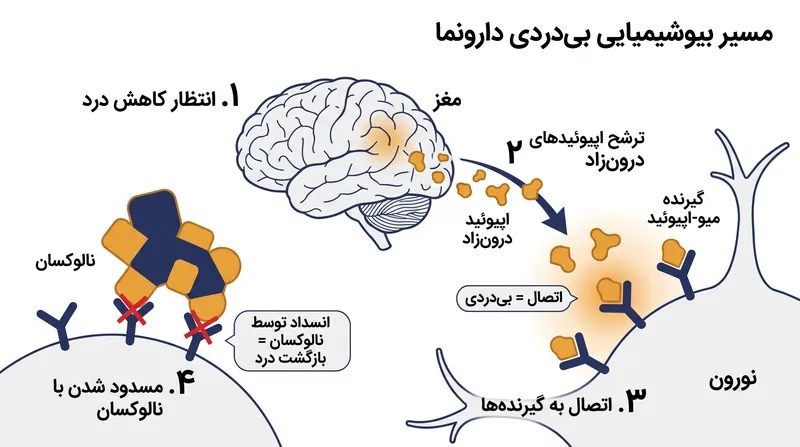 نالوکسان با اشغال همان گیرنده‌هایی که مسکن‌های داخلی مغز هدف قرار می‌دهند، اثر دارونما را مسدود می‌کند.