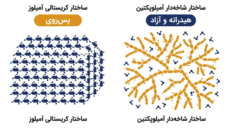 ساختار خطی آمیلوز به آن اجازه می‌دهد تا کریستالی شده و آب را بیرون براند، در حالی که ساختار شاخه‌دار آمیلوپکتین در برابر هم‌راستا شدن مقاومت می‌کند.