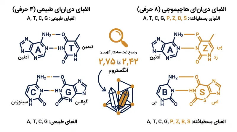 سیستم دی‌ان‌ای هاچیموجی (Hachimoji) چهار باز مصنوعی — P، Z، B و S — را در کنار حروف ژنتیکی طبیعی معرفی می‌کند.