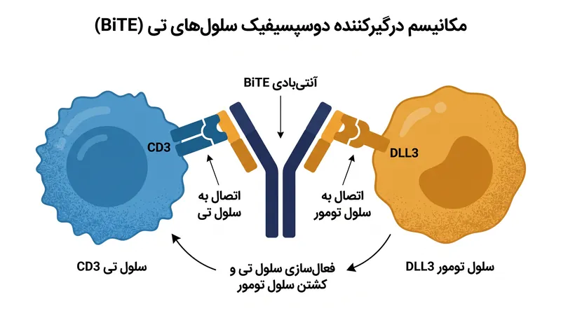 مکانیسم یک درگیرکننده دوسپسیفیک سلول‌های تی که سلول ایمنی را به سلول تومور متصل می‌کند.